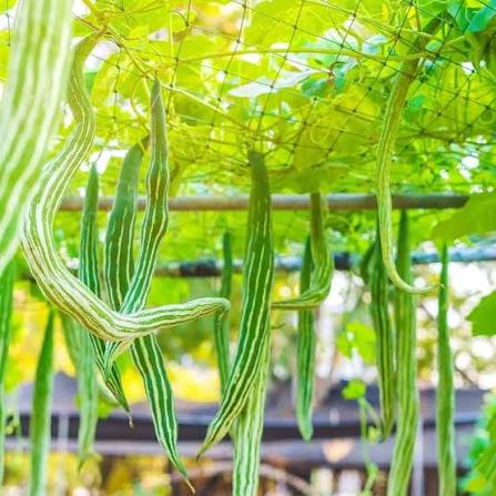 Snake gourd