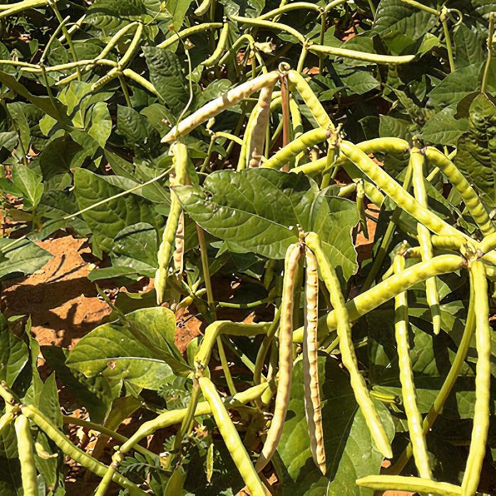 Mississippi Silver Pea