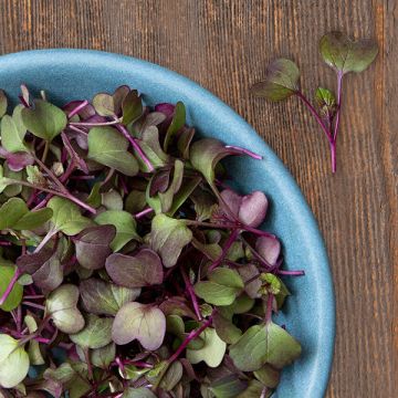 Triton purple sprouting radish seeds