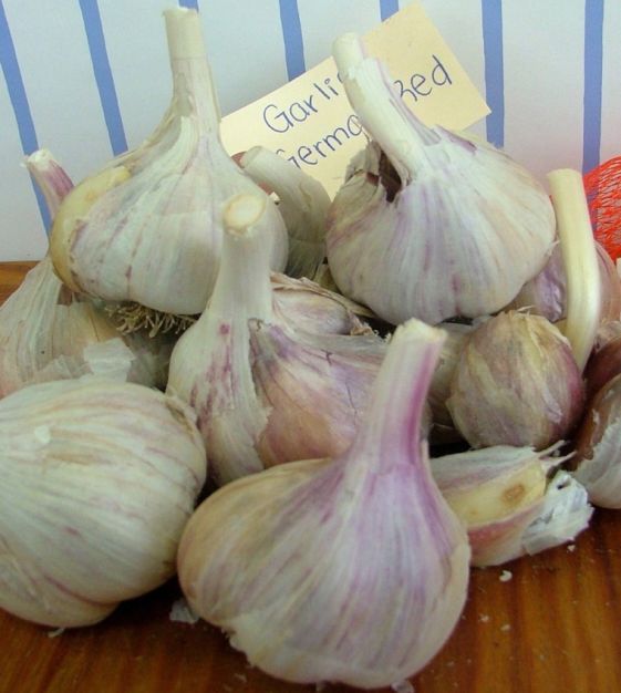 German red garlic