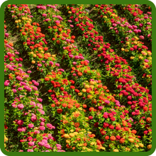 Fruity beauty zinnia mix
