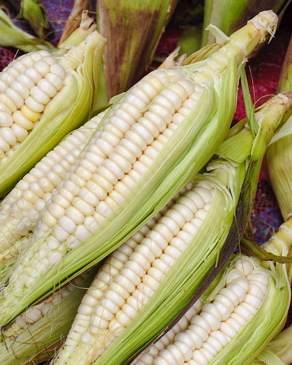 Peruvian hominy corn