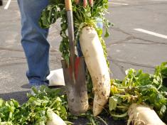 Giant daikon radish