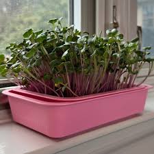 Triton purple sprouting radish seeds