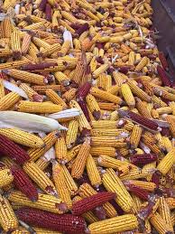 Wapsie valley corn