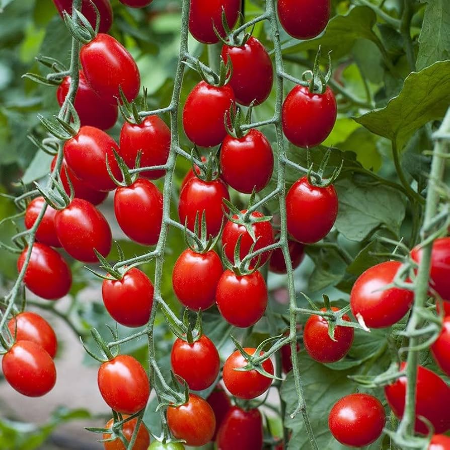 Heirloom Red Cherry Tomato