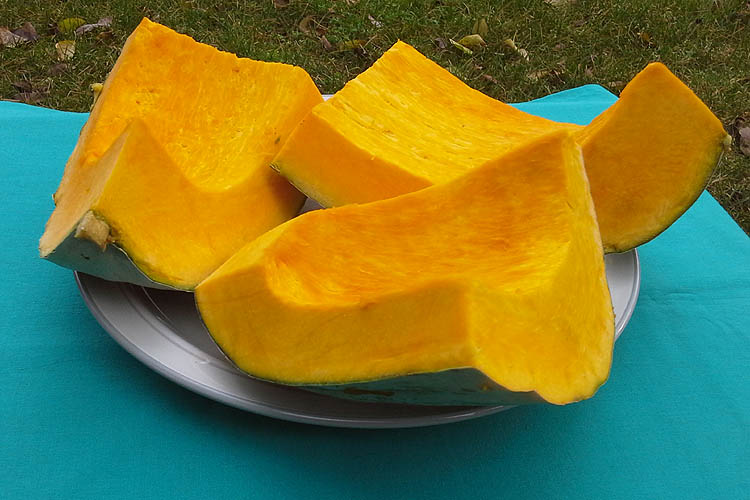 Farm Hand Seeds Yakima marble head Hubbard squash