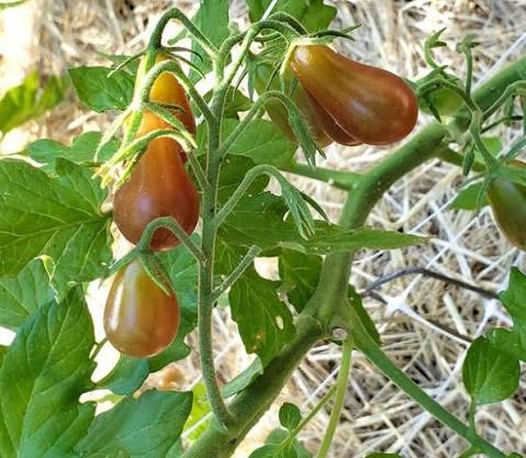 Chocolate pear tomato