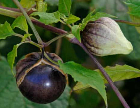 Really purple tomatillo