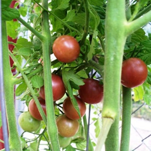 Chocolate Cherry Tomato