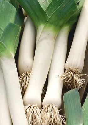 Carentan heirloom leek