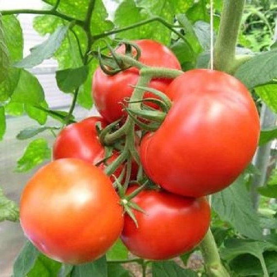 New Yorker heirloom tomato