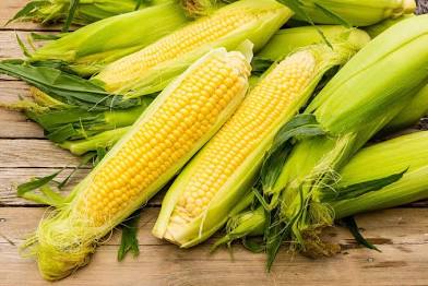 Farm.hand.seeds Iochief sweet corn