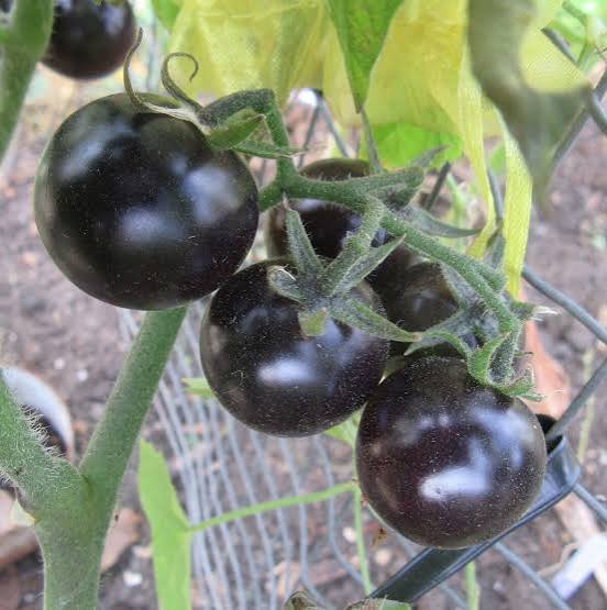 Dancing with Smurfs Indigo Tomato