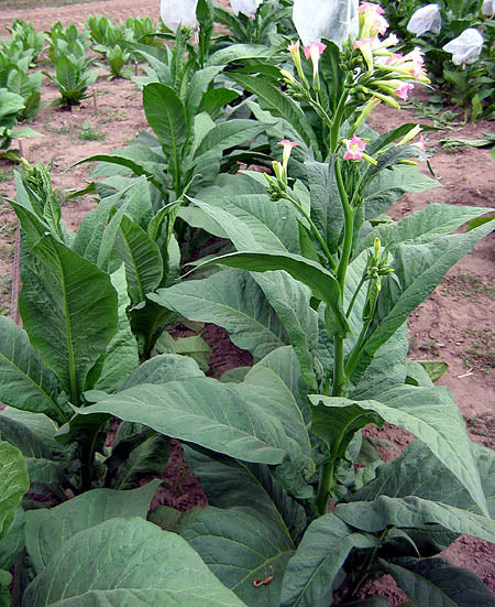Lizard Tail Orinoco Tobacco