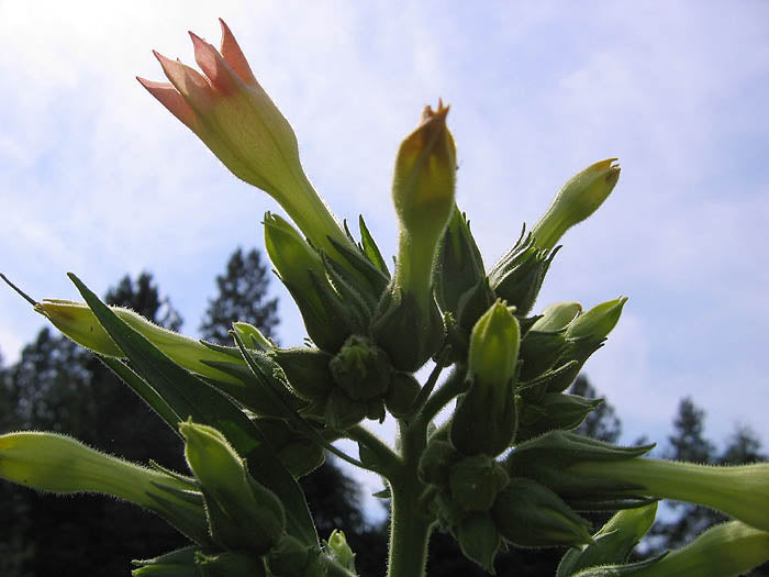 Virginia 647 Tobacco