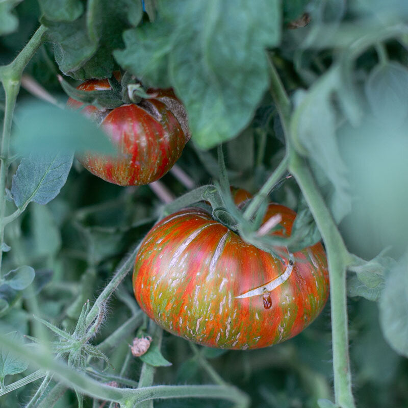 Berkeley Tie Die Tomato