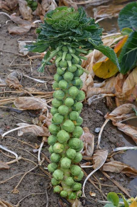 Long Island Improved Brussel Sprouts