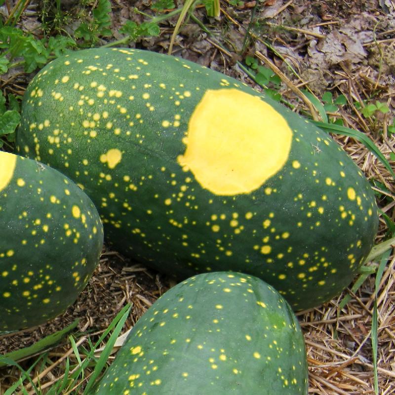 Moon & stars yellow flesh watermelon