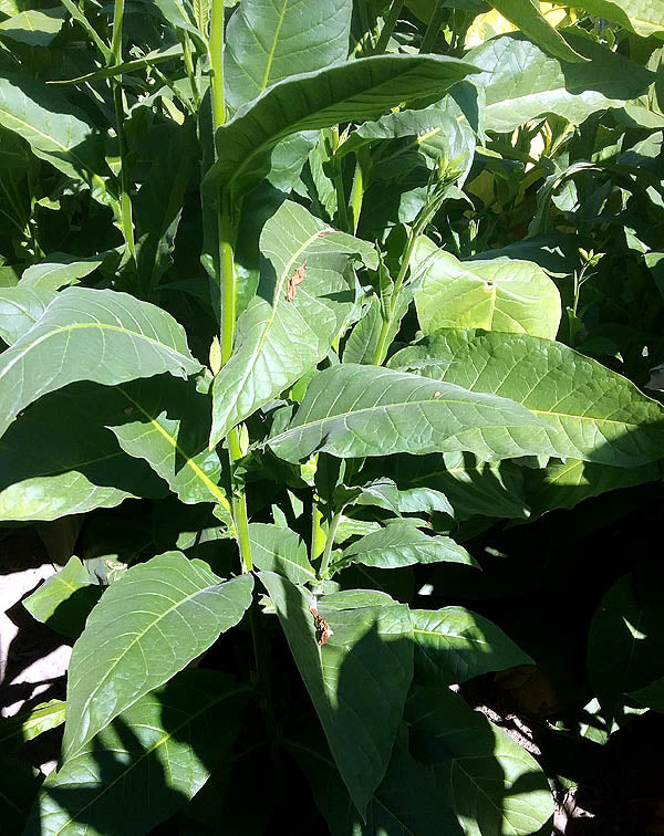 Farm Hand Seeds Chichicaste