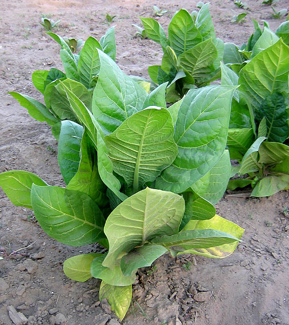 Ostrlogist 316 Tobacco