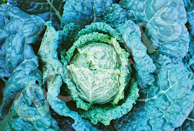 Drumhead Savoy Cabbage