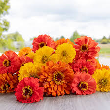 Fruity beauty zinnia mix
