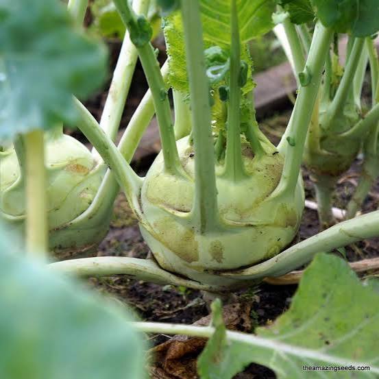 Early White Vienna Kohlrabi