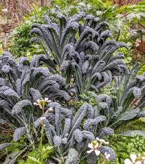 Tuscany Black Kale