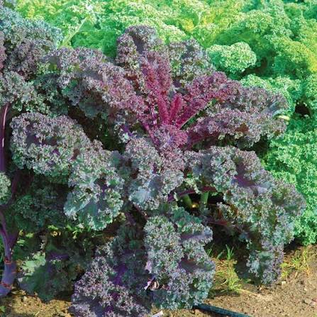 Scarlet kale