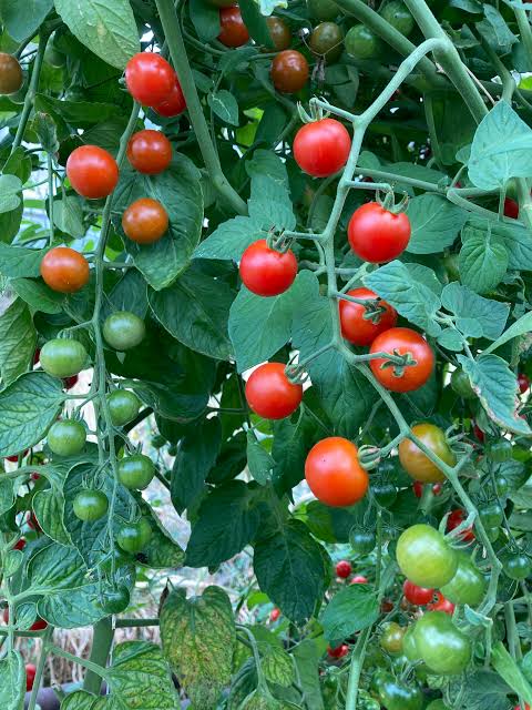Small cherry tomatoes