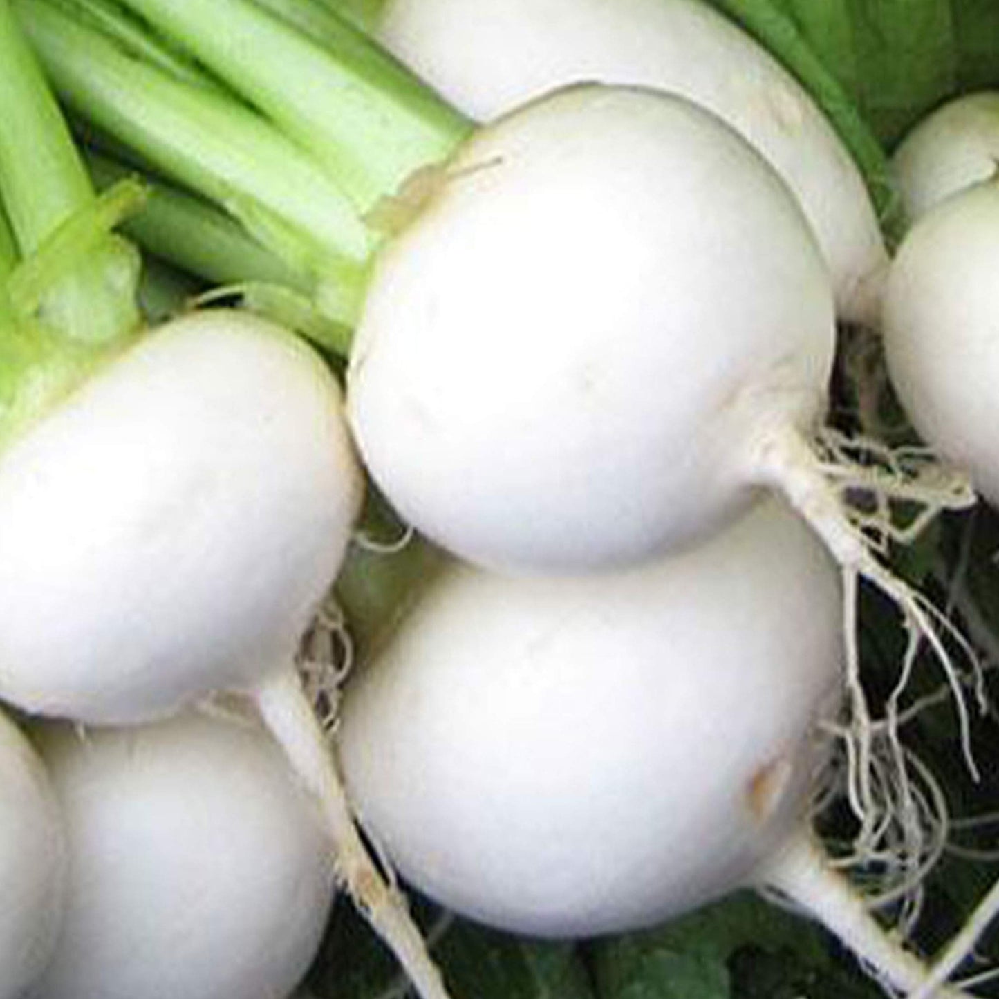 White egg heirloom turnip
