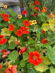 Tom thumb dwarf nasturtium