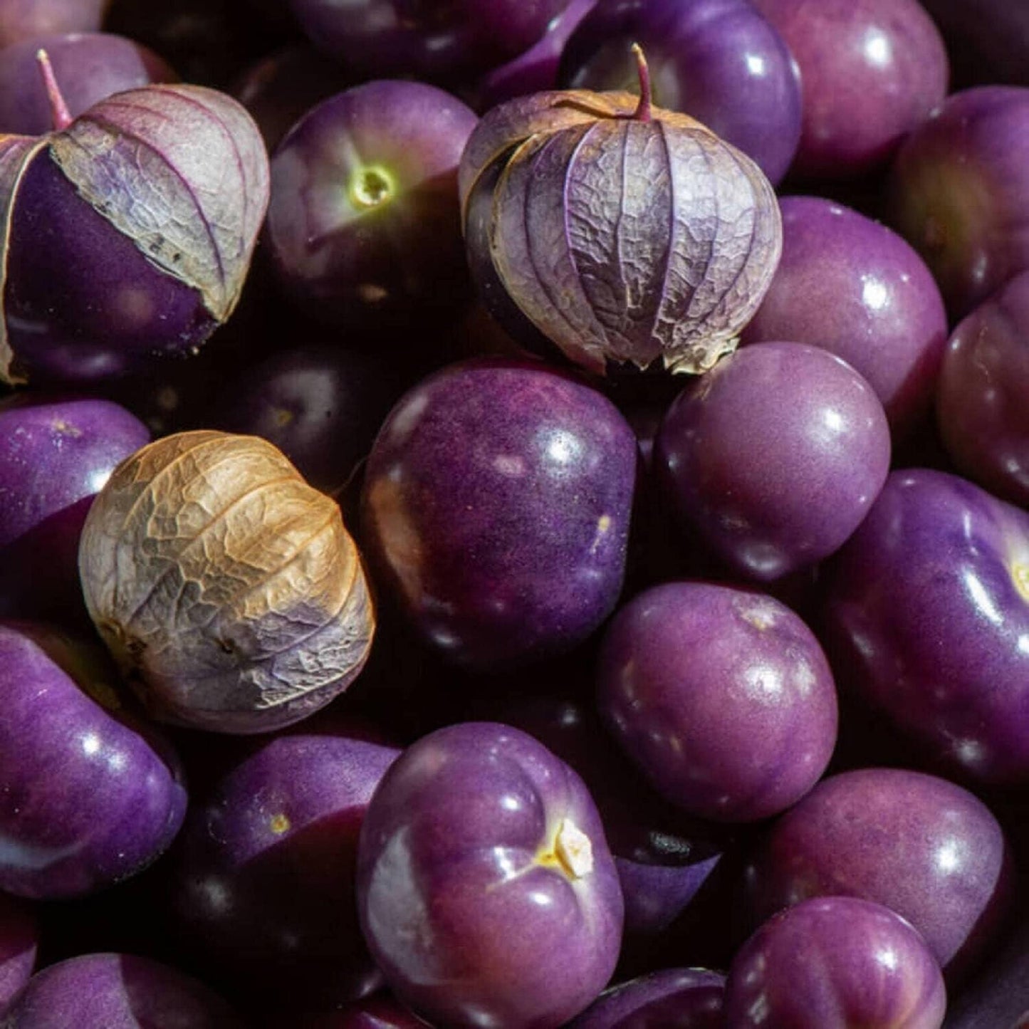 Purple Tomatillo