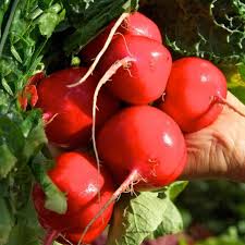 Crimson Red Radish