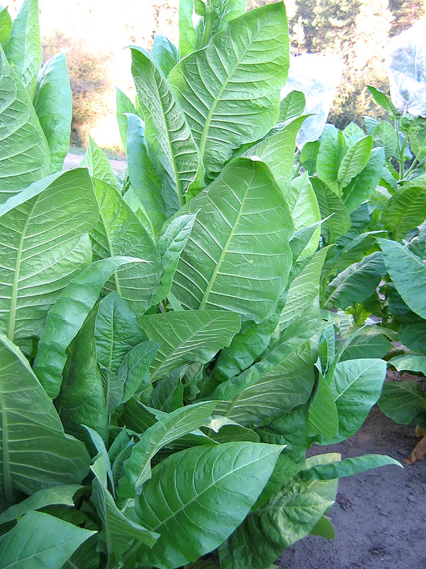 Ostrlogist 316 Tobacco