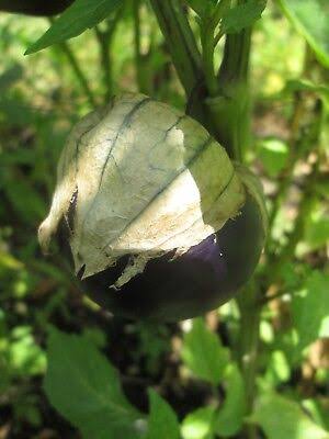 Really purple tomatillo