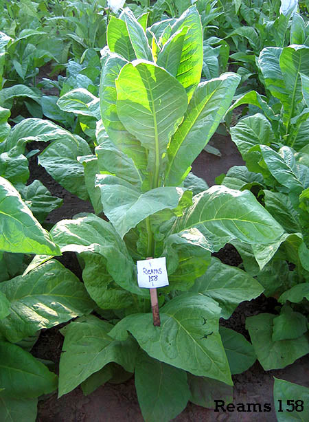 Reams 158 Tobacco