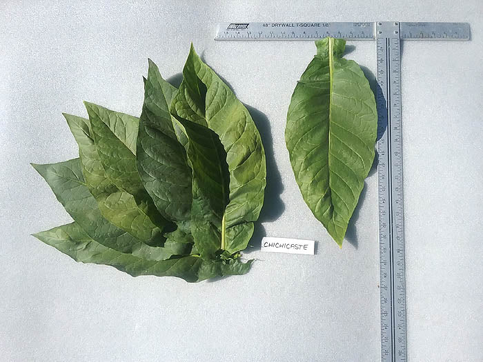 Farm Hand Seeds Chichicaste