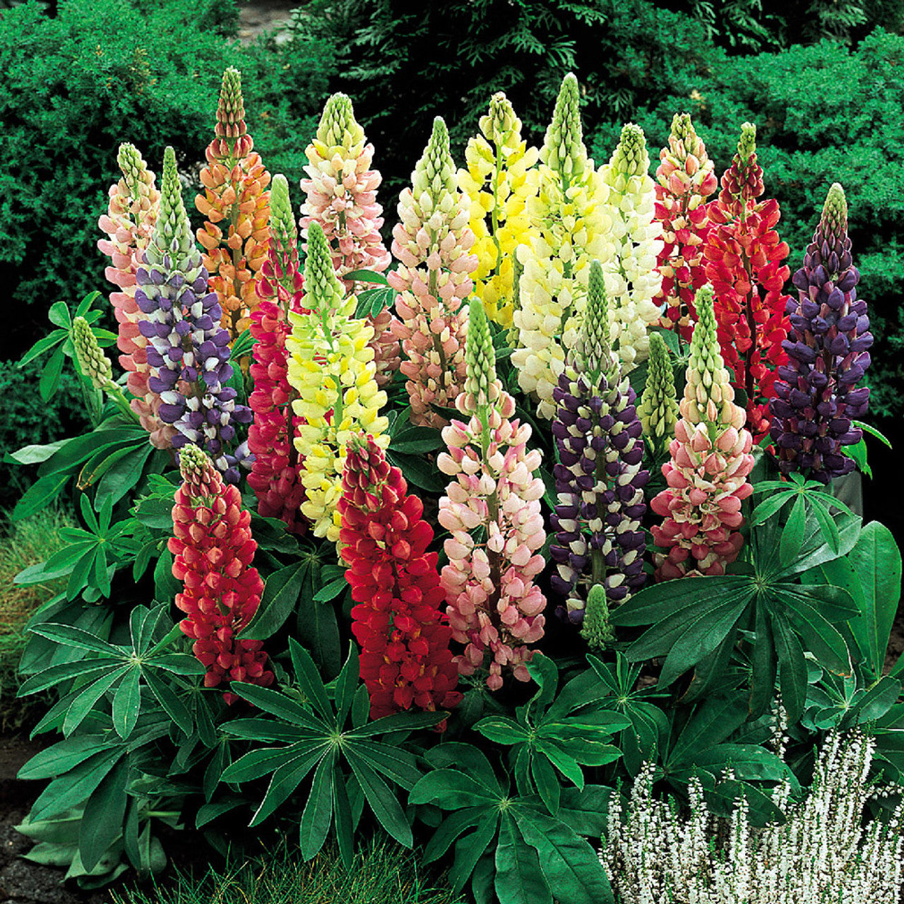 Mixed color lupine