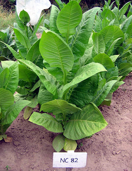NC 82 Tobacco