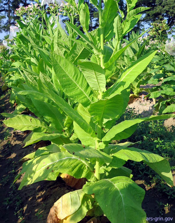 Ostrlogist Tobacco