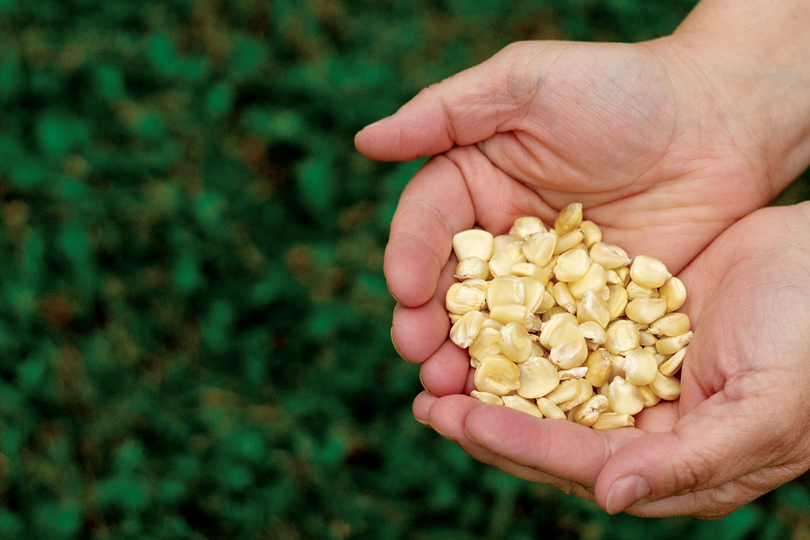 Hickory king ,yellow corn