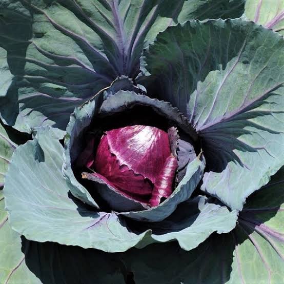 Mammoth Rock Cabbage