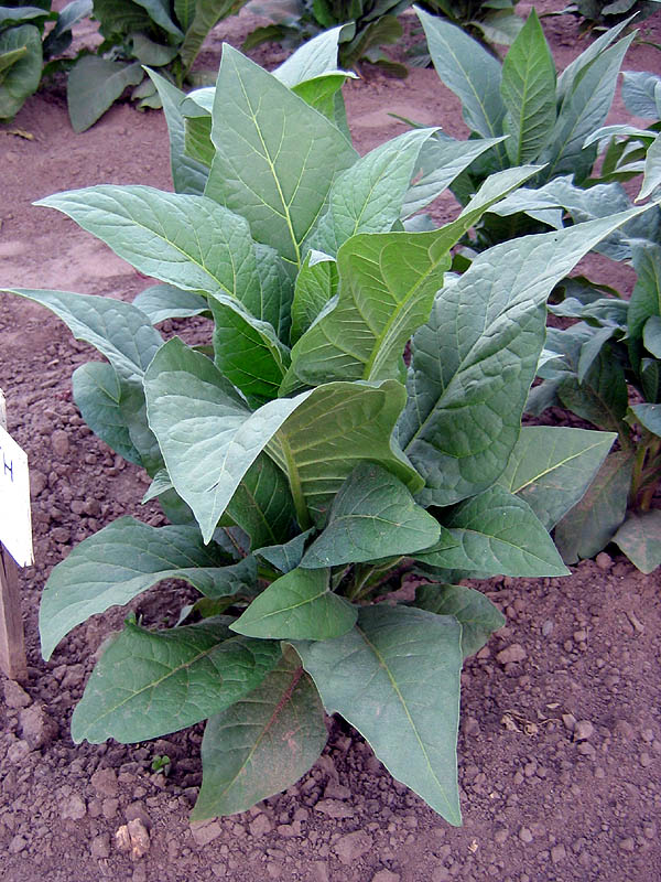 Mammoth Gold Tobacco