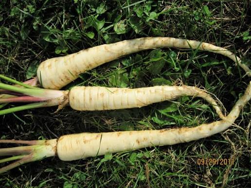 Harris Model Parsnip