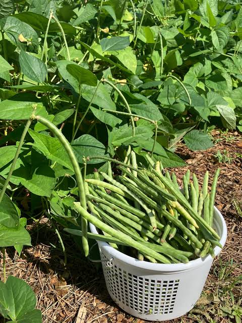 Dixie Lee Southern Cowpea Pea