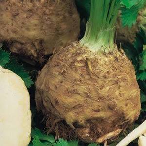 Celeriac Giant Prague