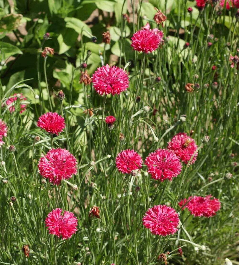 Red bachelor buttons
