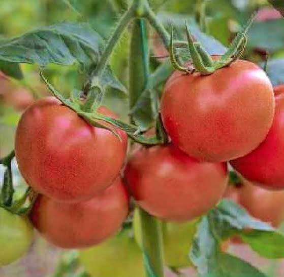 Independence Day Tomatoes